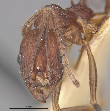 Media type: image;   Entomology 20603 Aspect: head frontal view